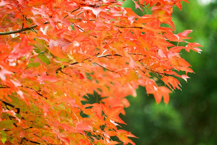 Khung cảnh lá vàng chuyển sang cam đỏ