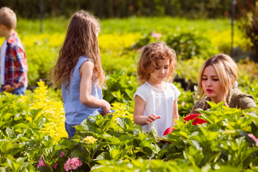 Cảnh quan bên trong khu vườn bách thảo
