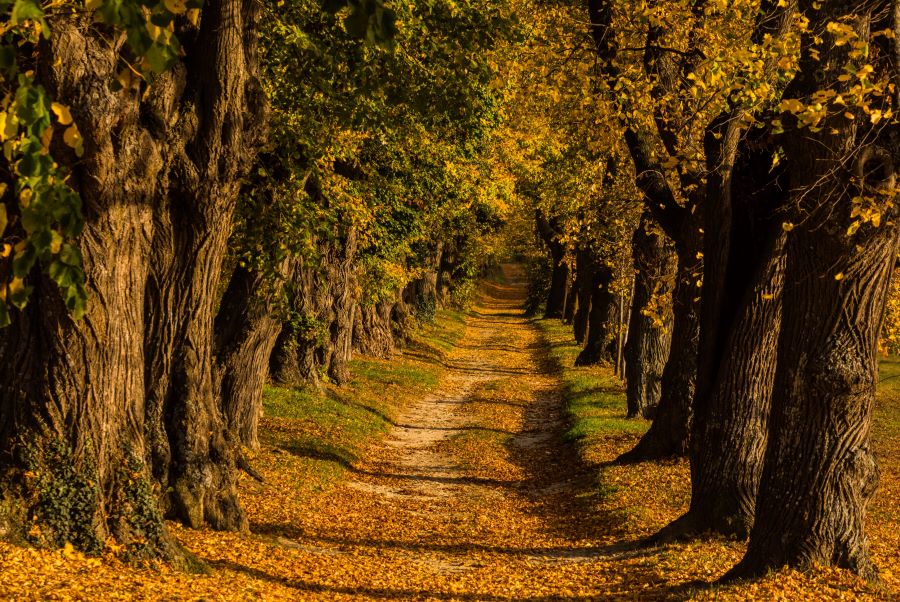 Những cung đường với chiếc lá vàng rơi