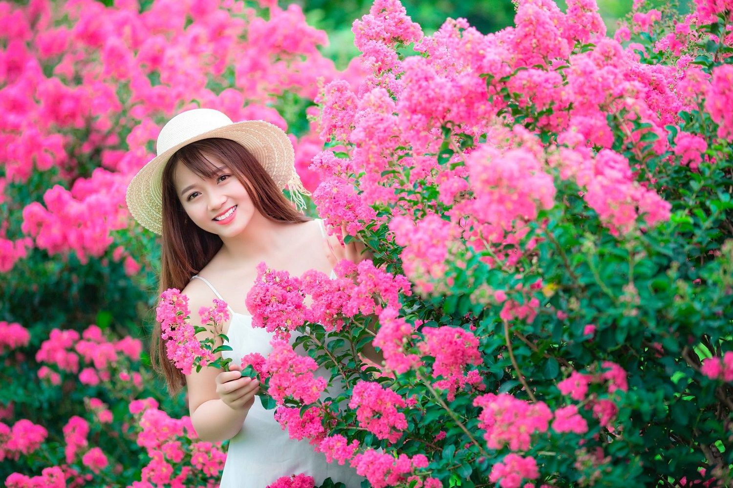 Con đường hoa Tường Vi đẹp như mơ giữa lòng Hà Nội