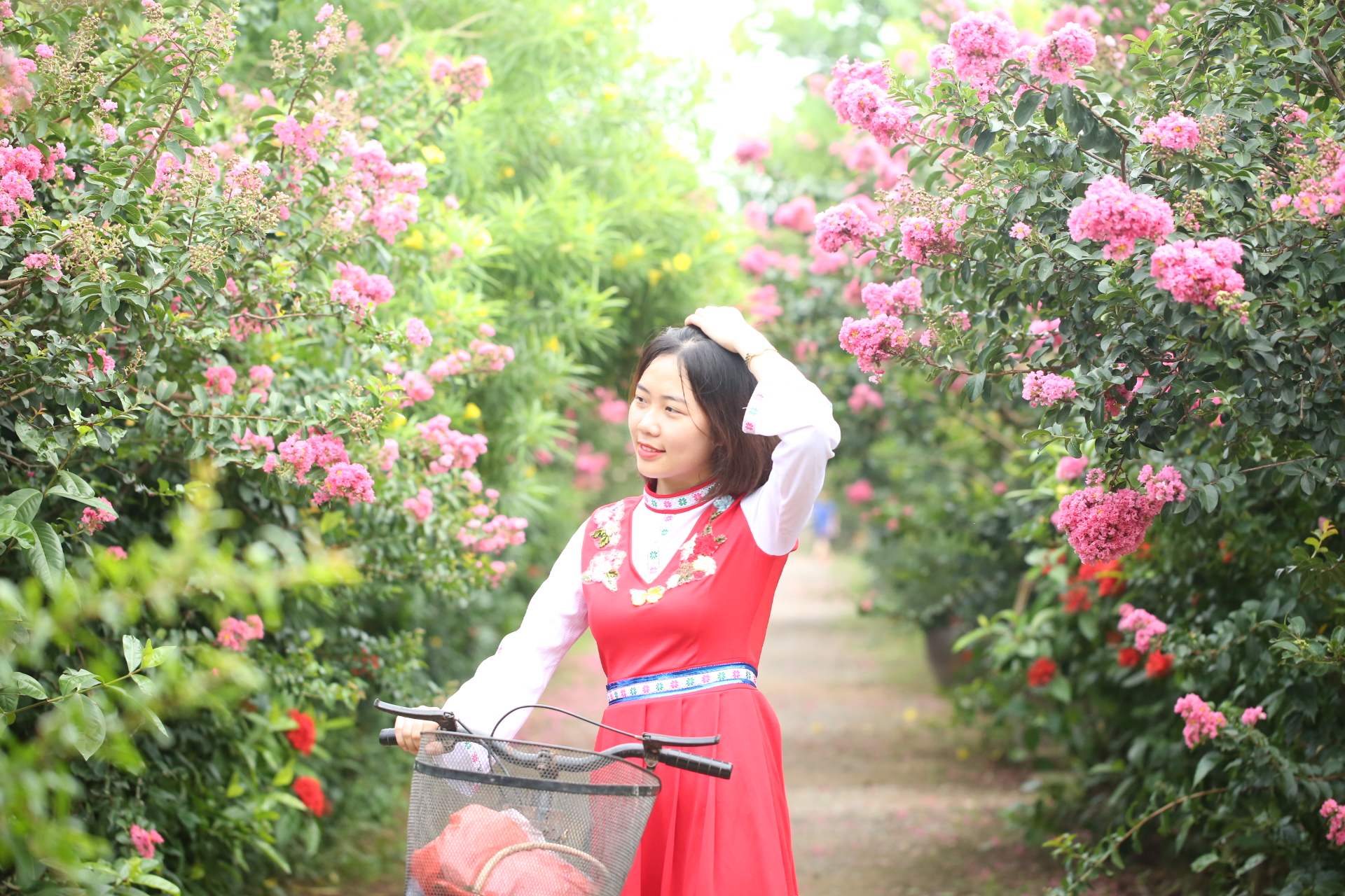 Con đường hoa Tường Vi đẹp như mơ giữa lòng Hà Nội