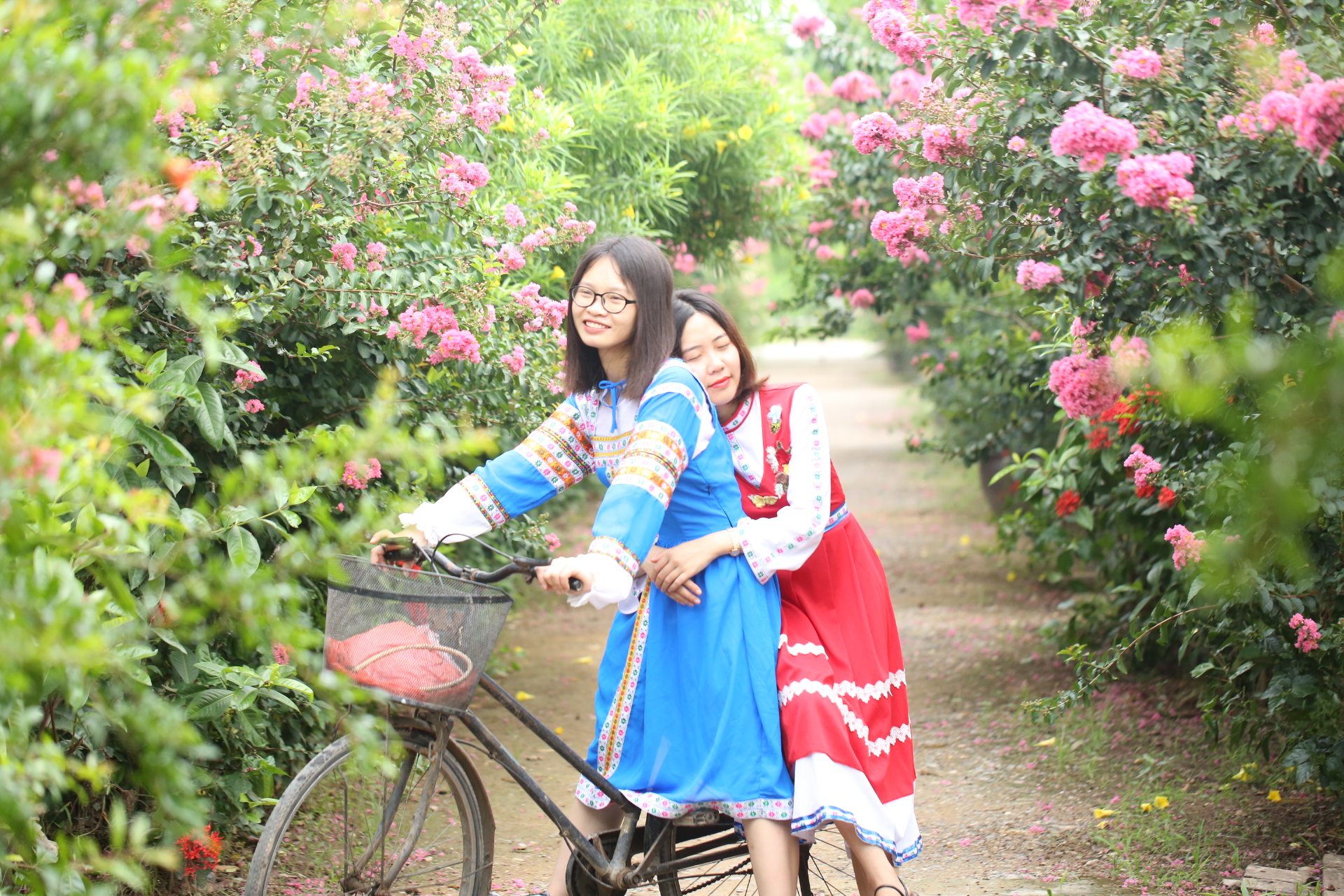 Con đường hoa Tường Vi đẹp như mơ giữa lòng Hà Nội