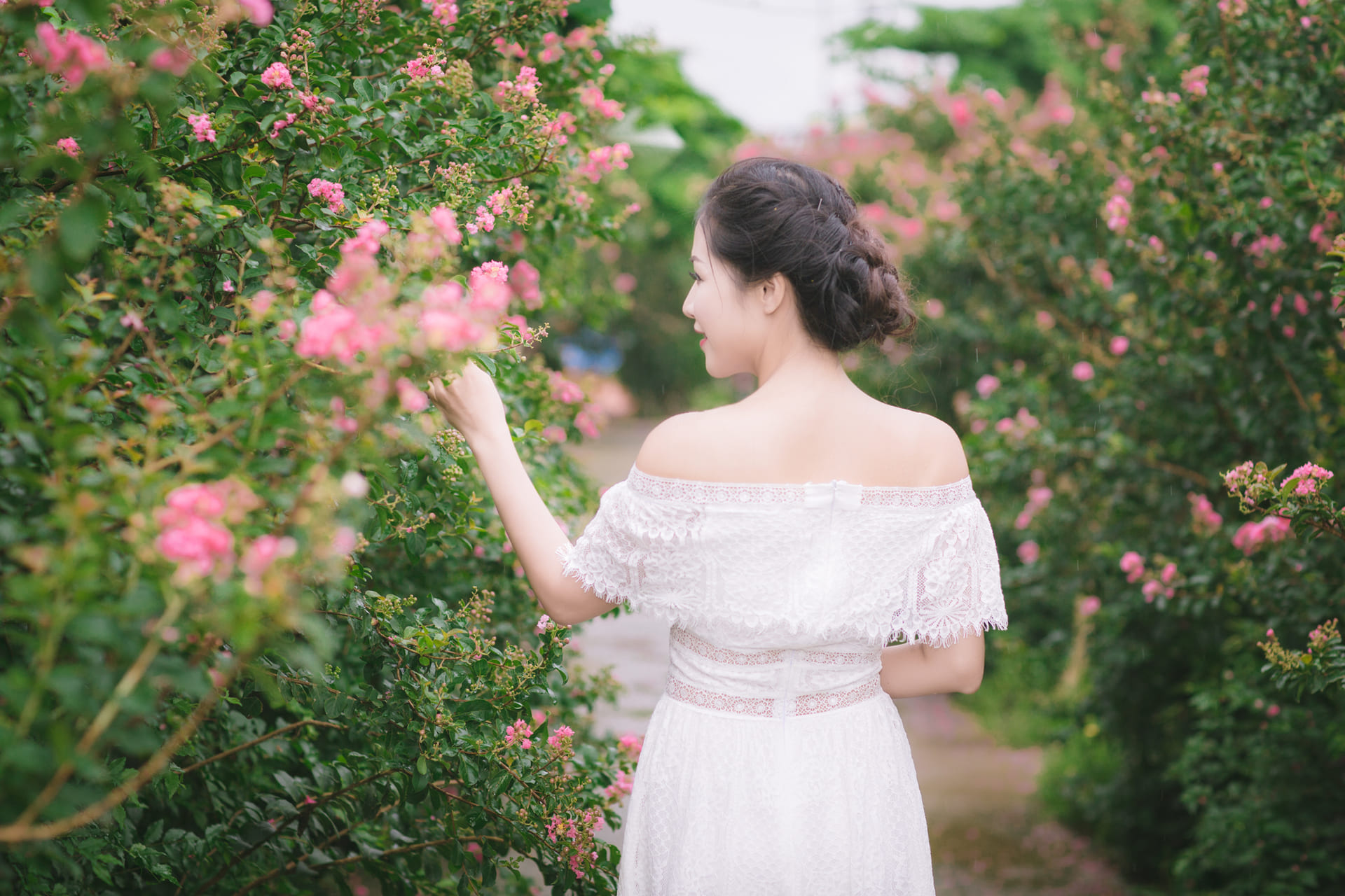 Con đường hoa Tường Vi đẹp như mơ giữa lòng Hà Nội