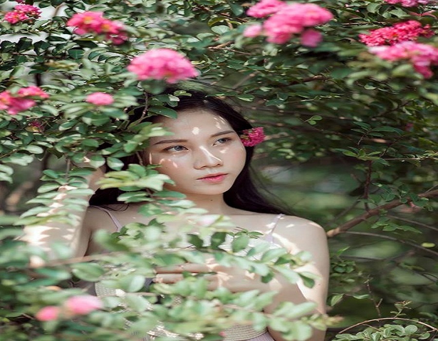 Con đường hoa Tường Vi đẹp như mơ giữa lòng Hà Nội