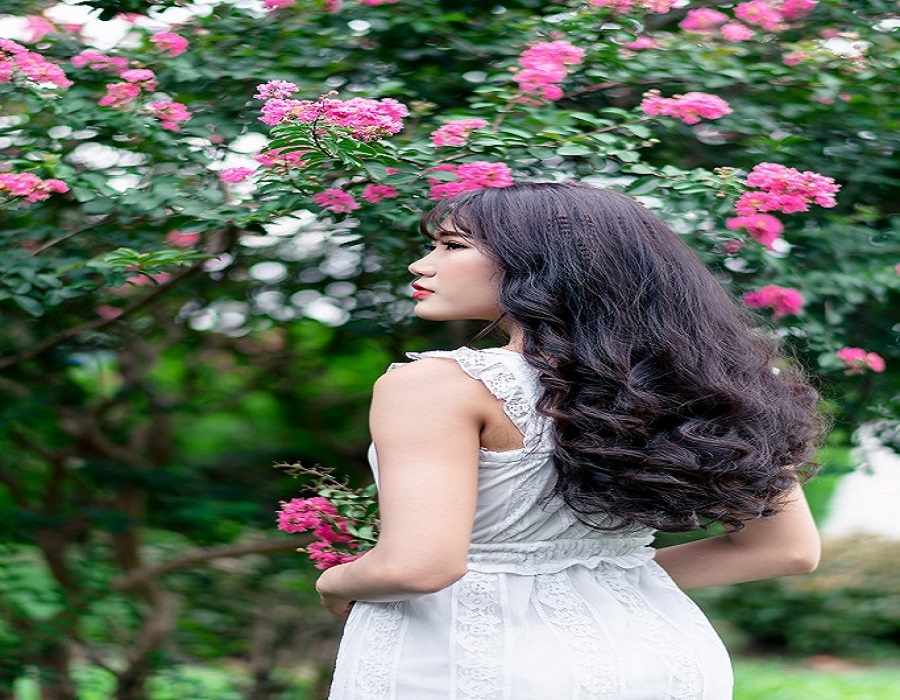 Con đường hoa Tường Vi đẹp như mơ giữa lòng Hà Nội