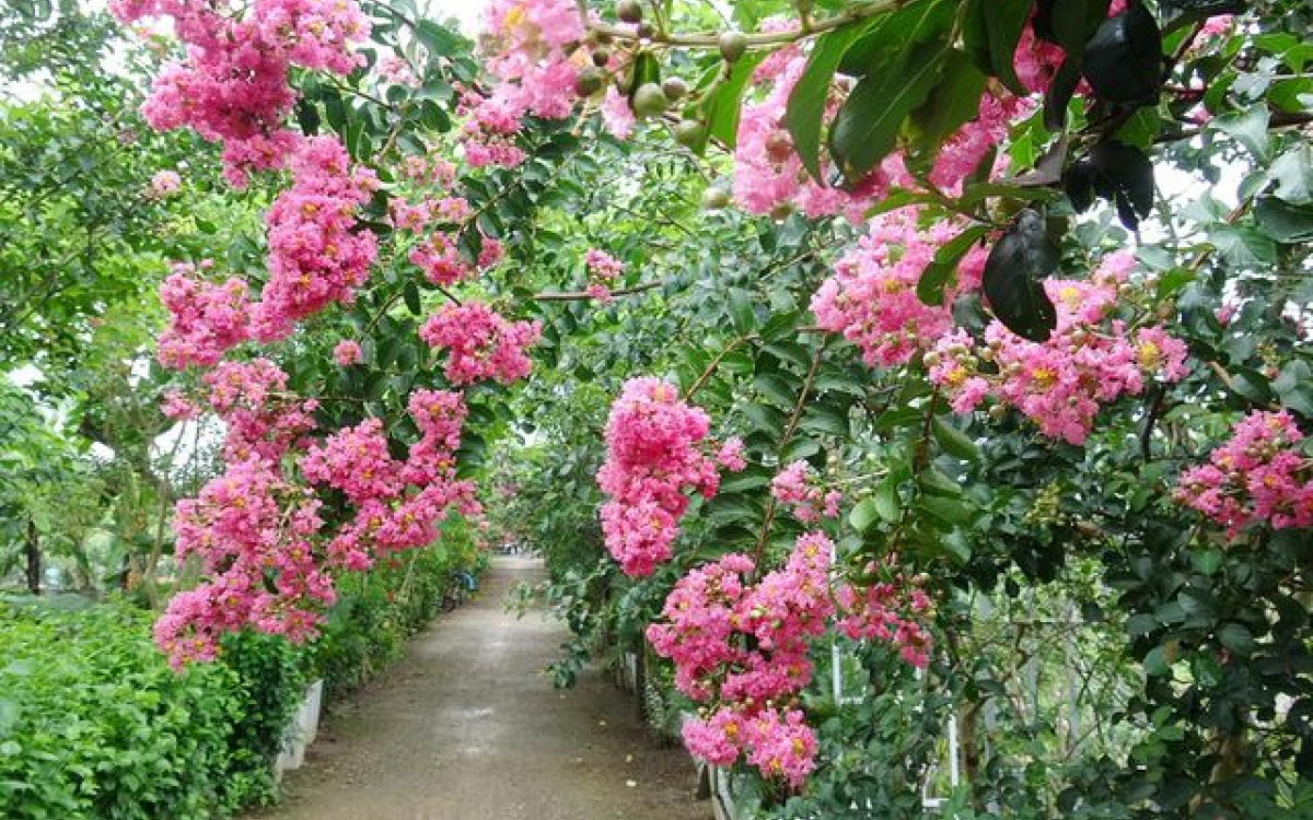 Con đường hoa Tường Vi đẹp như mơ giữa lòng Hà Nội