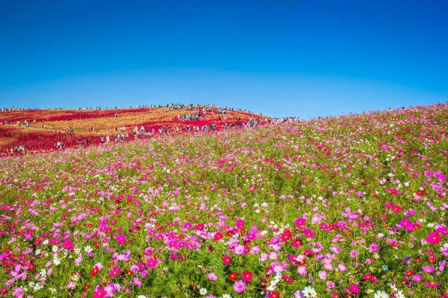 Mùa hè ở Công viên Hitachi còn là thời điểm lý tưởng để tận hưởng không khí trong lành và tham gia vào các hoạt động ngoài trời thú vị