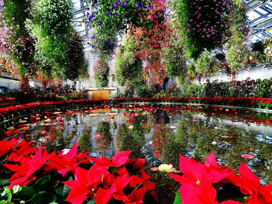 Công viên Nabana no Sato ở Nhật Bản nổi tiếng với những cánh đồng hoa trải dài bất tận, mỗi mùa mang một vẻ đẹp riêng biệt