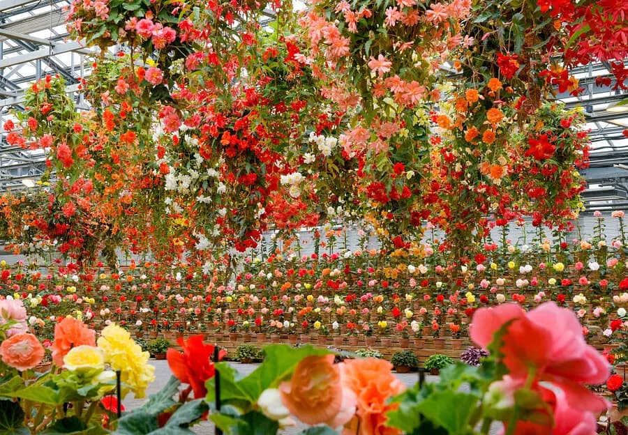 Vườn hoa Andes & Begonia là một điểm nhấn đặc biệt trong Công viên Nabana no Sato mà bạn không nên bỏ qua