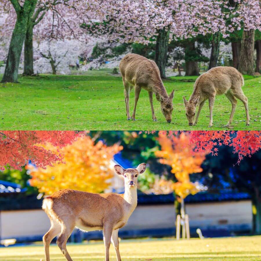 Công viên Nara mở cửa quanh năm, mỗi mùa mang một vẻ đẹp riêng