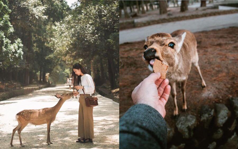 Công viên Nara là nơi mà du khách có cơ hội tương tác gần gũi với những chú nai đáng yêu