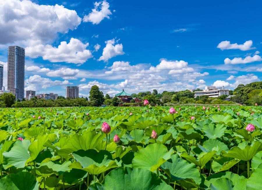 Vẻ đẹp thuần khiết của những đóa hoa sen của hồ Shinobazu