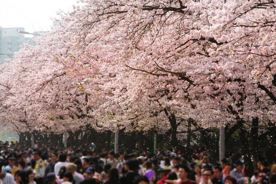 Công viên Yeouido - Điểm ngắm hoa anh đào lãng mạn giữa lòng Seoul