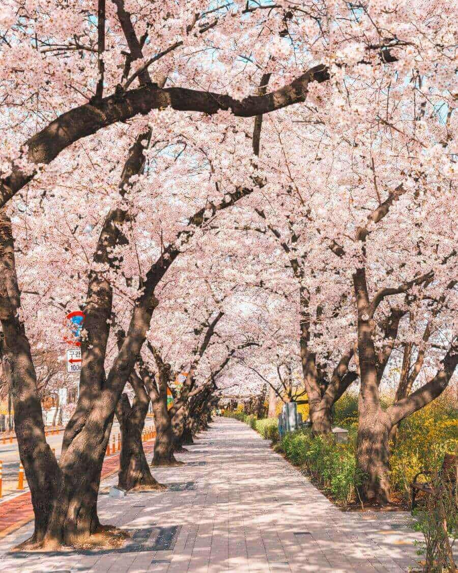 Thời điểm lý tưởng nhất để đến Công viên Yeouido chính là vào mùa xuân, khi hàng ngàn cây anh đào nở rộ rực rỡ và tuyệt đẹp