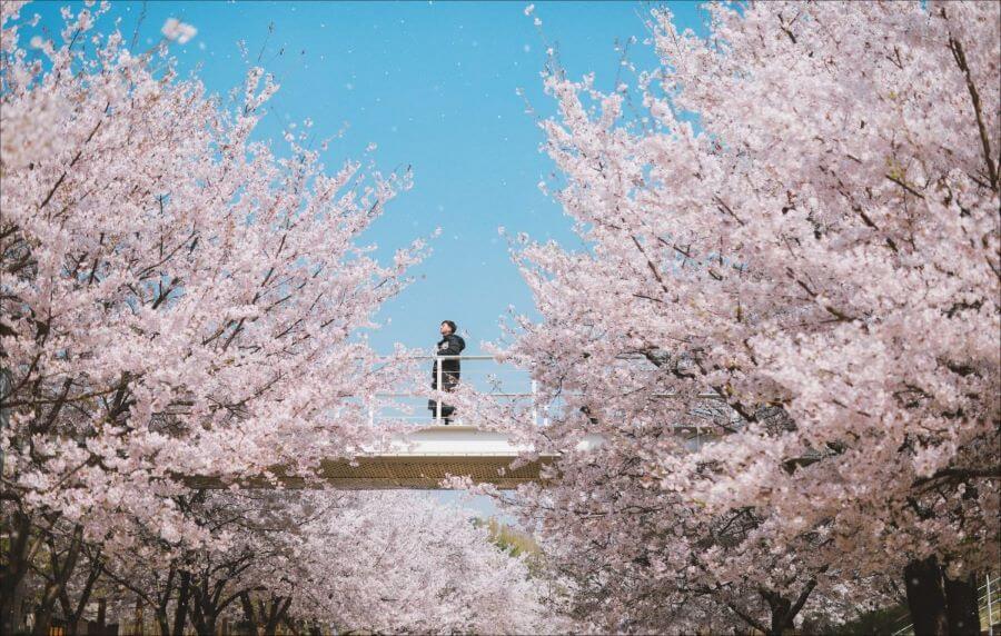 Lễ hội hoa anh đào Yeouido là một trong những sự kiện mùa xuân được mong chờ nhất ở Seoul