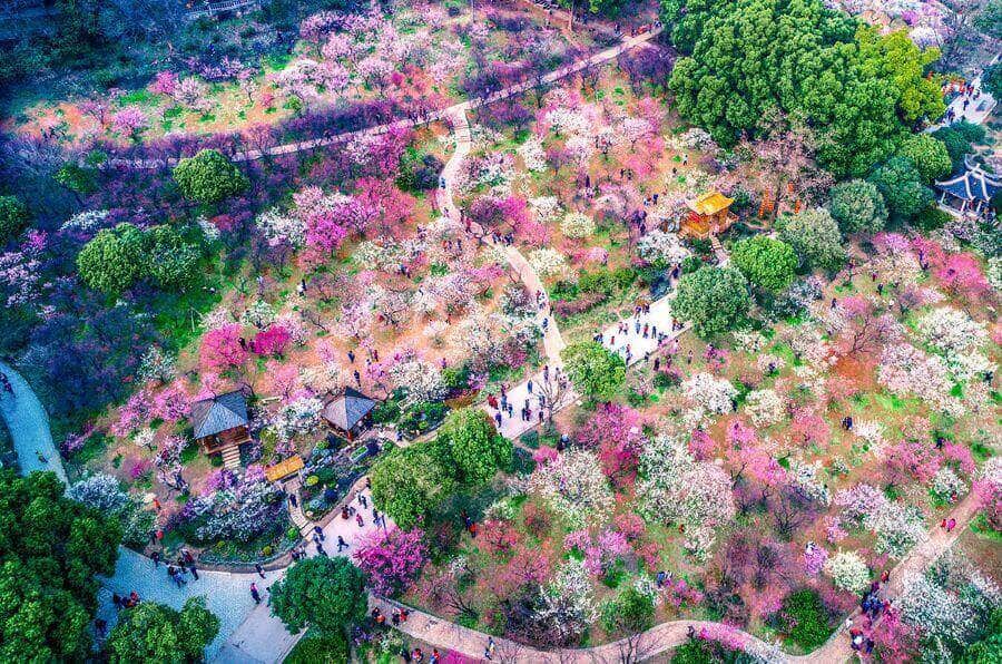 Khi tham gia lễ hội, bạn sẽ được hòa mình vào không khí náo nhiệt với những con đường hoa anh đào với sắc hồng rực rỡ