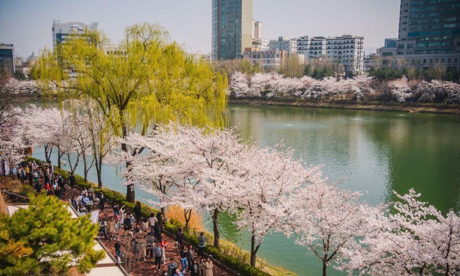 Khi mùa xuân đến, công viên Yeouido còn trở nên thơ mộng hơn bao giờ hết nhờ khung cảnh tuyệt đẹp của sông Hàn