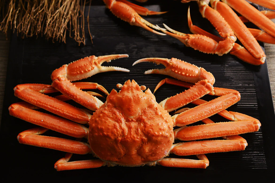 Cua tuyết, một đặc sản quý giá của biển Nhật Bản