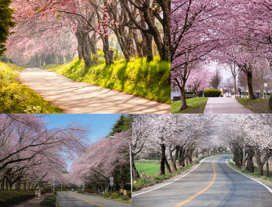 Mùa xuân ở Châu Âu không chỉ đánh dấu sự hồi sinh của thiên nhiên mà còn là thời điểm hoa anh đào nở rộ
