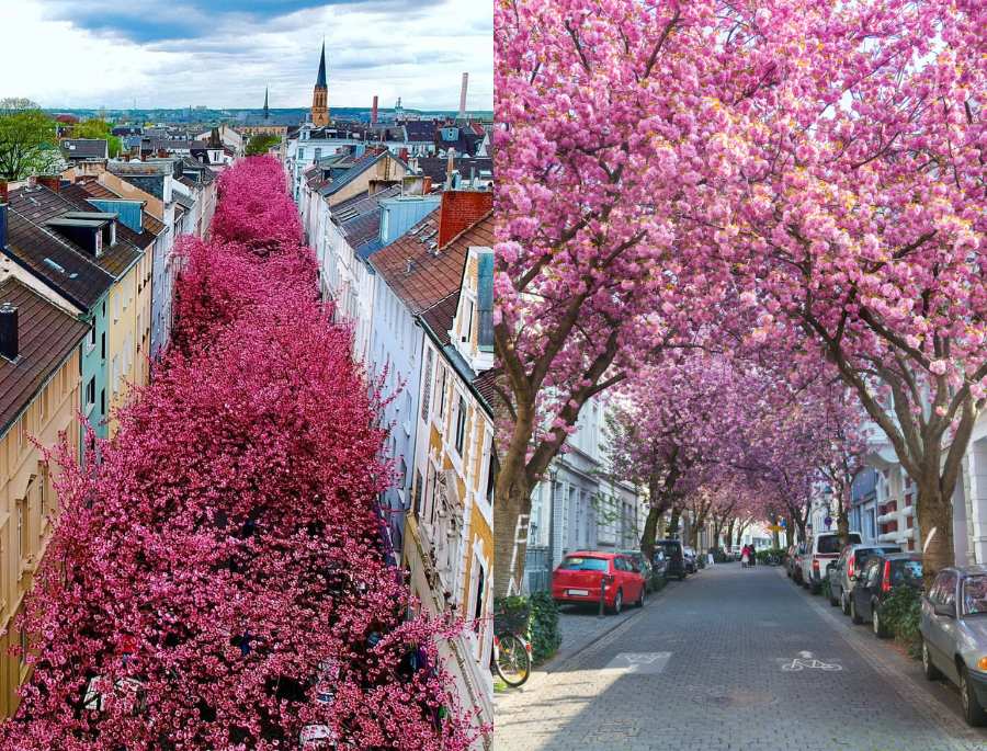Nằm ở trung tâm nước Đức, Bonn là một trong những địa điểm ngắm hoa anh đào đẹp nhất Châu Âu