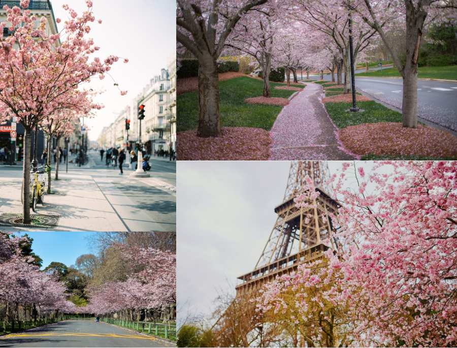 Những con đường rực rỡ sắc hoa anh đào