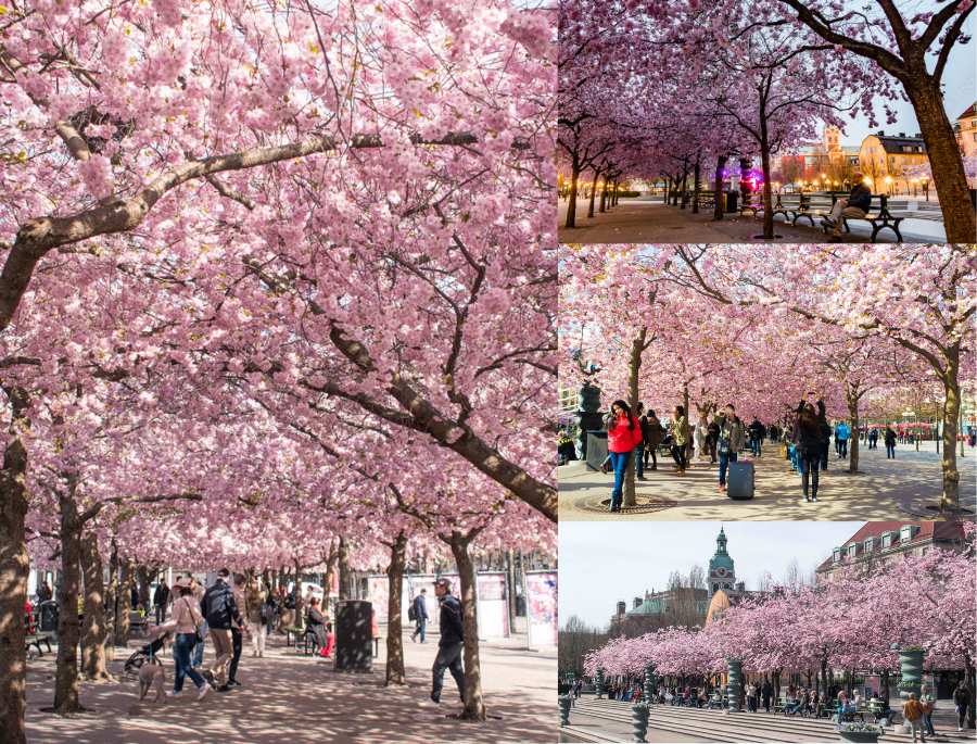 Cung đường hoa anh đào tại Stockholm vô cùng rực rỡ