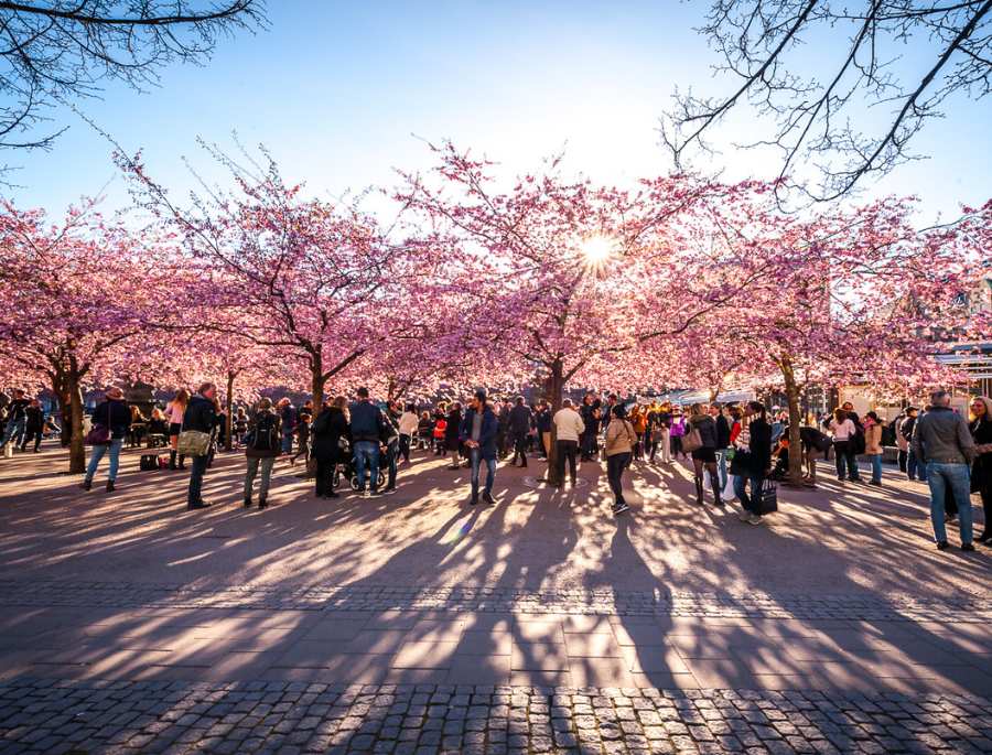 Có rất nhiều người tới tham quan và khám phá khung cảnh hoa anh đào tại Stockholm 