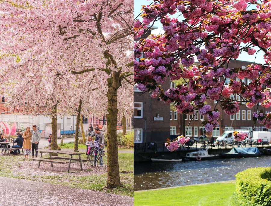 Thảm hoa anh đào nhuộm màu hồng rực rỡ tại Amsterdam