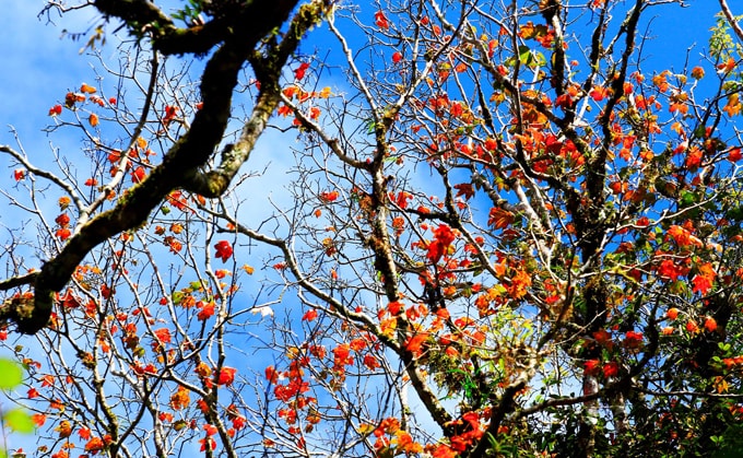 cánh rừng phong ở đà lạt-min