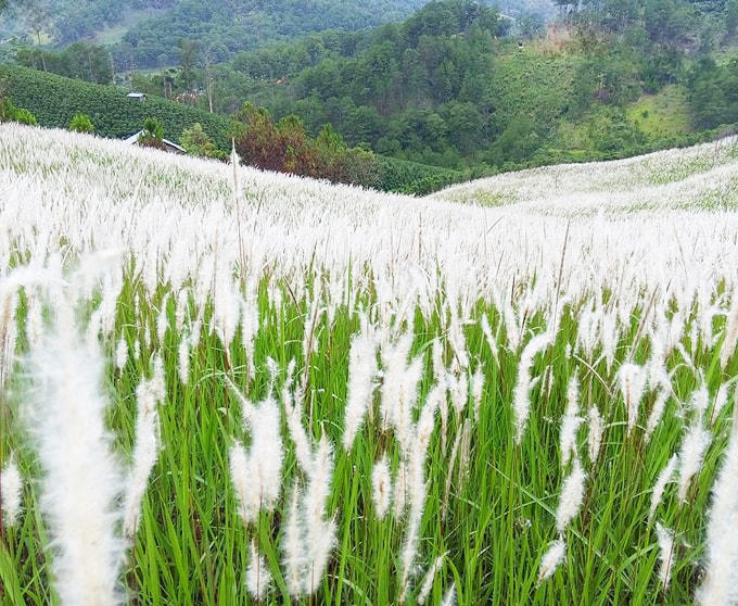 cánh đồng cỏ tranh-min