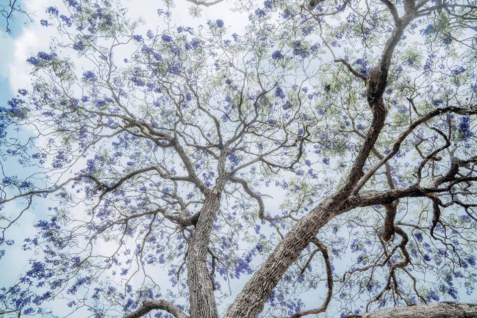 Phượng tím khoe sắc trong bầu trời trong veo của Đà Lạt