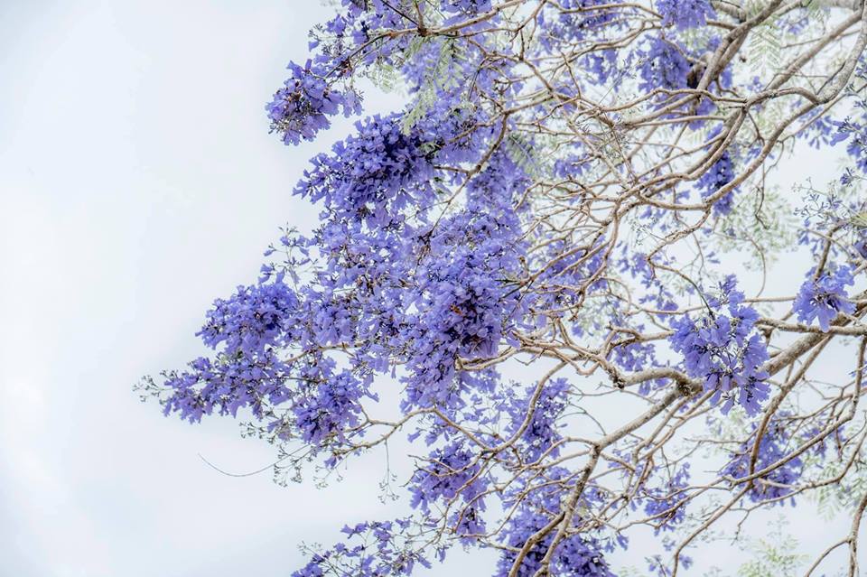 Màu phượng tím - Màu sắc tượng trưng cho sự chung thủy