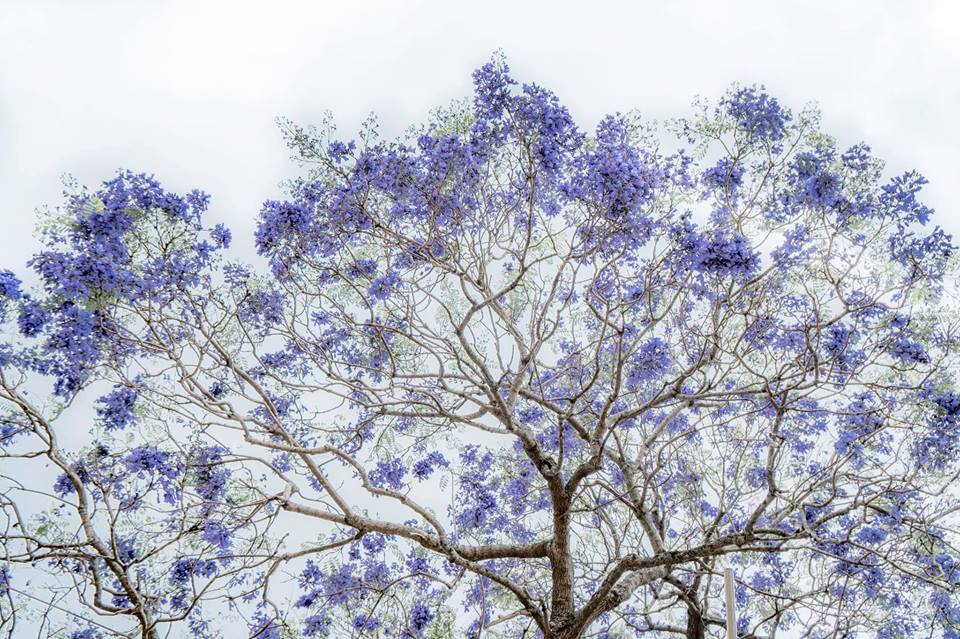 Phượng tím cùng với một số cái tên khác đã tạo nên thương hiệu cho Đà Lạt