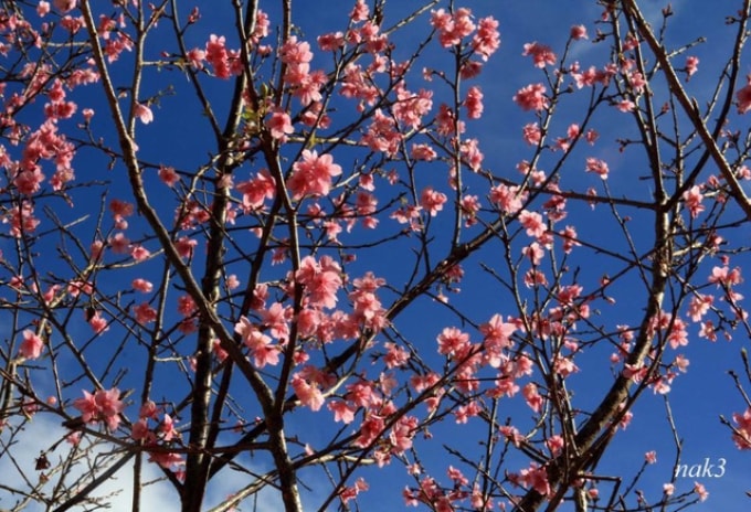 Hoa Sơn Điền Trang Đà Lạt