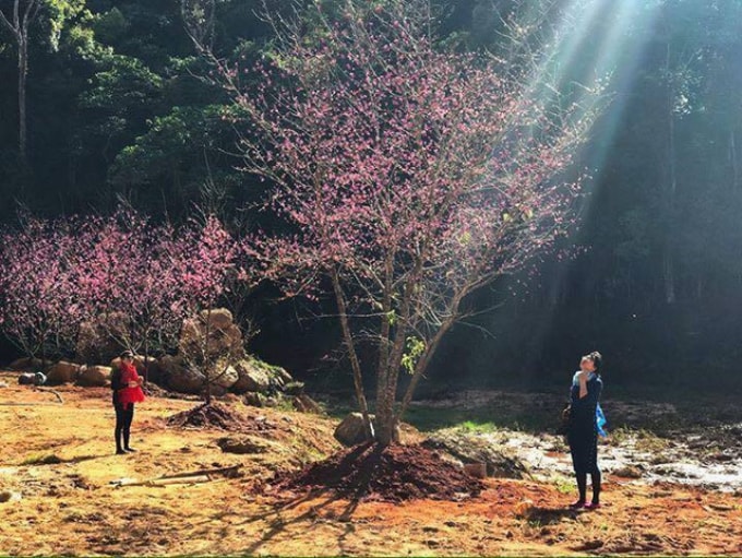 Hoa Sơn Điền Trang Đà Lạt