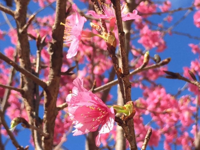 Hoa Sơn Điền Trang Đà Lạt