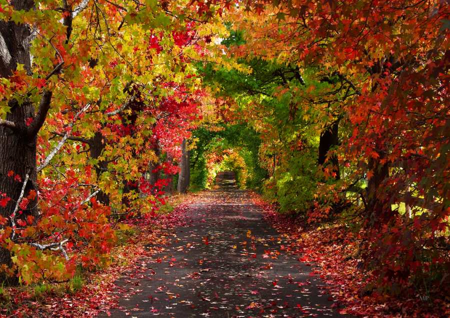 Khi mùa thu đến, toàn bộ cây cối của nước Úc chuyển màu, khoác lên mình tấm áo mới rực rỡ 