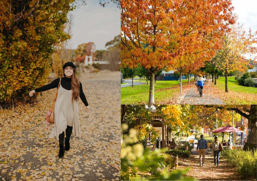 Một số các trải nghiệm hấp dẫn của nước Úc vào mùa thu