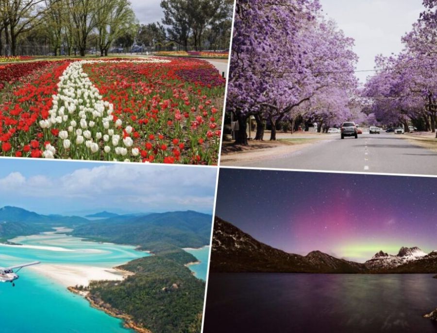 Khung cảnh trăm hoa đua nở vào mùa xuân tại nước Úc