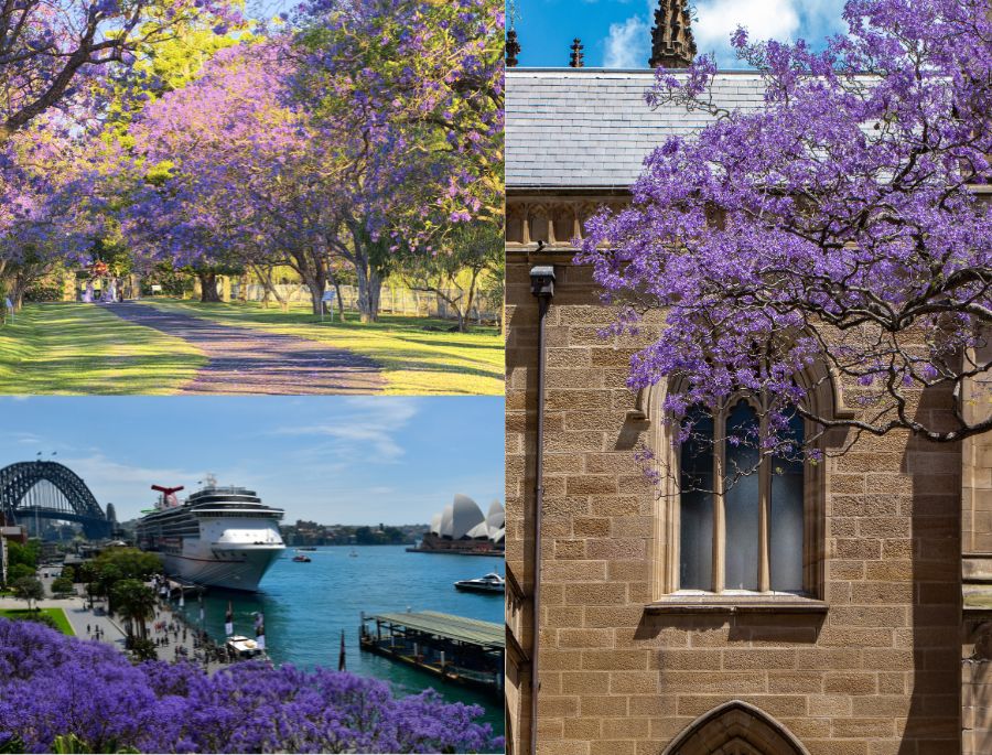 Những hàng cây phượng tím siêu xinh mỗi khi mùa xuân về