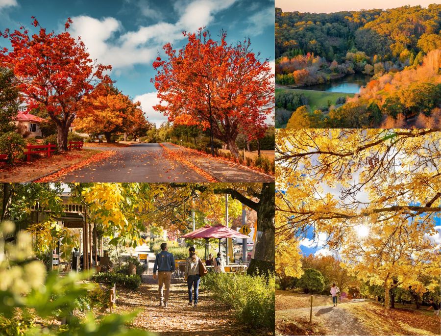 Những con đường lãng mạn vào mùa thu tại nước Úc