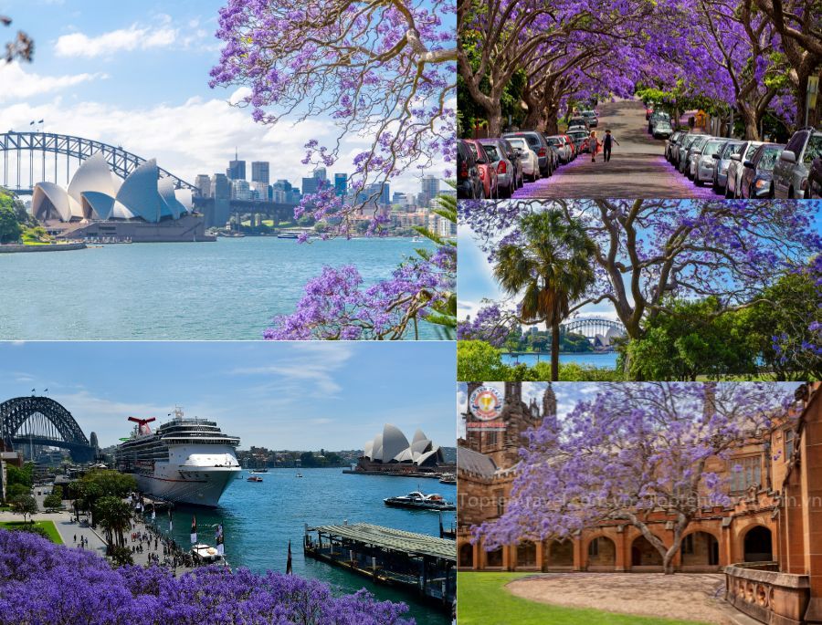 Khung cảnh ngập tràn hoa phượng tím vào mùa xuân của nước Úc