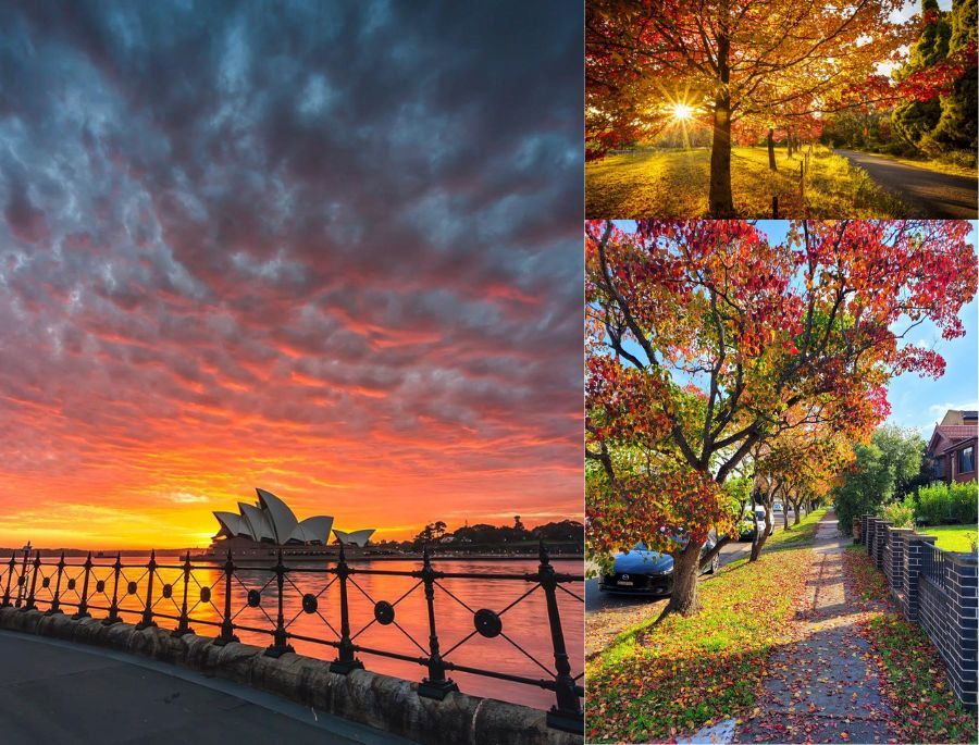 Mùa thu nước Úc gây ấn tượng mạnh với du khách không chỉ bởi những con đường ngập tràn lá vàng rực rỡ