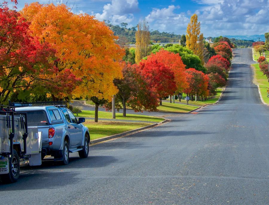 Khung cảnh những hàng cây thay lá trên các cung đường nước Úc
