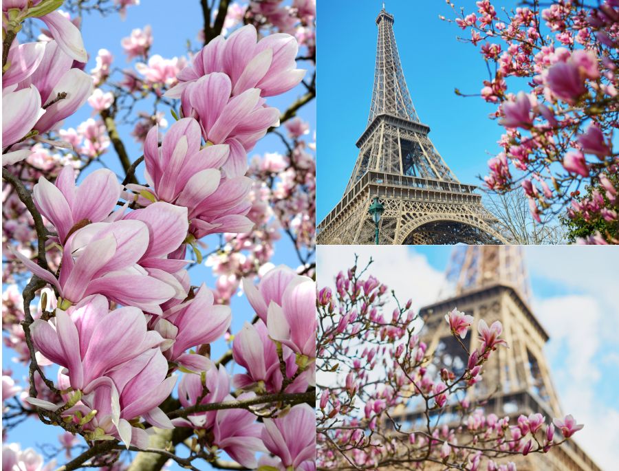 Khung cảnh rực rỡ của những bông hoa mộc lan dưới chân tháp Eiffel