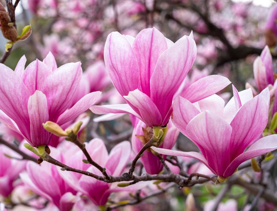 Những cánh hoa mộc lan mềm mại, xếp chồng lên nhau tạo ra vẻ đẹp rực rỡ