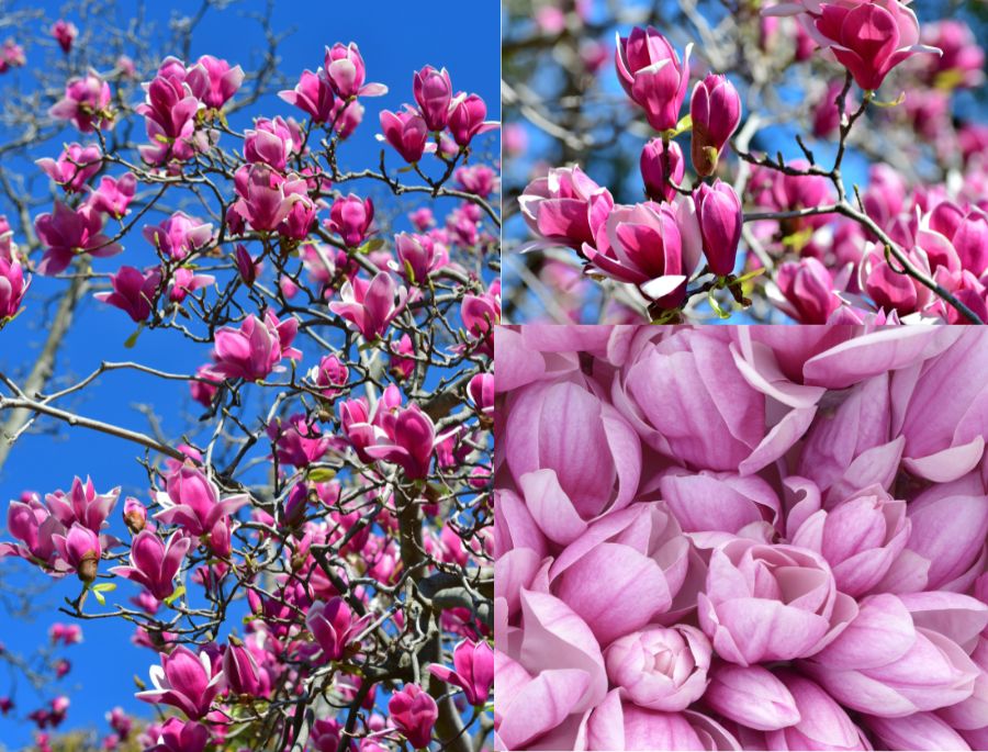 Những bông hoa mộc lan có vẻ bề ngoài thanh lịch và tinh tế, khiến bất kỳ ai cũng muốn được 1 lần chiêm ngưỡng