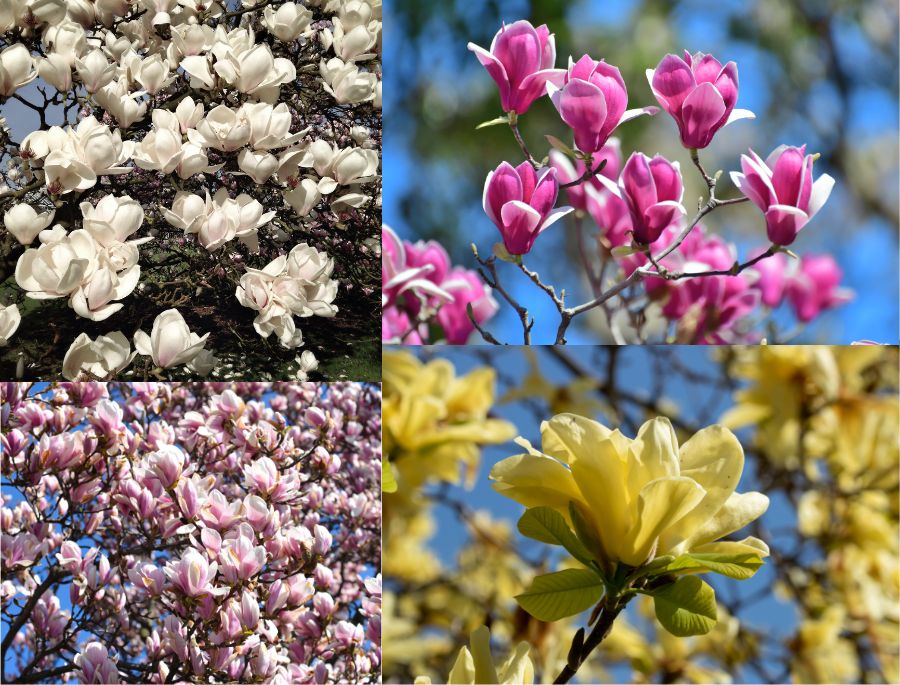 Một số màu sắc nổi bật của hoa mộc lan tại Pháp