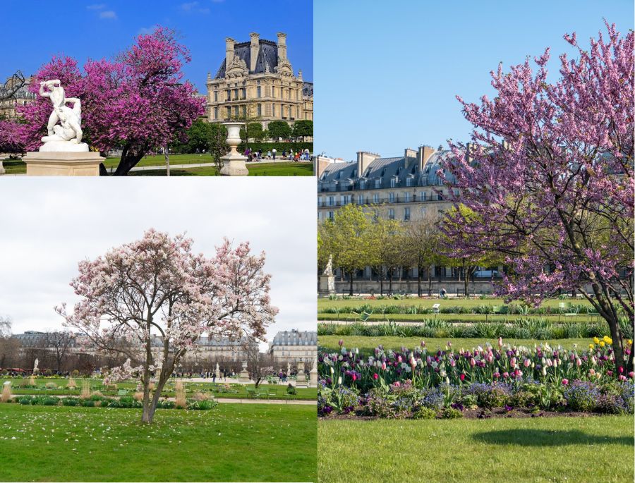  Vườn hoa Jardin des Tuileries là một thiên đường hoa mộc lan với sắc hồng làm chủ đạo