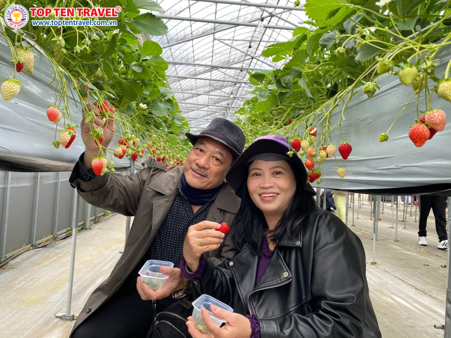 Hái dâu tây thỏa thích tại vườn